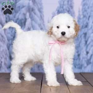 Gloria, Cavachon Puppy